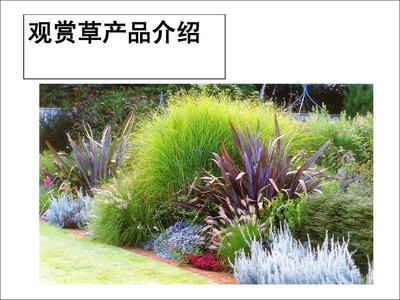 观赏草产品介绍PPT
