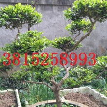 吴中区光福宏图苗木经营部 供应产品